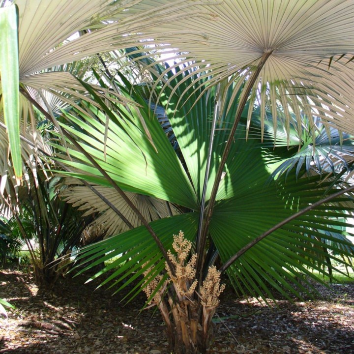 White Elephant Palm - Seeds