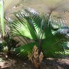 White Elephant Palm - Seeds