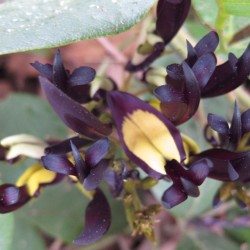 Black coral pea - Seeds