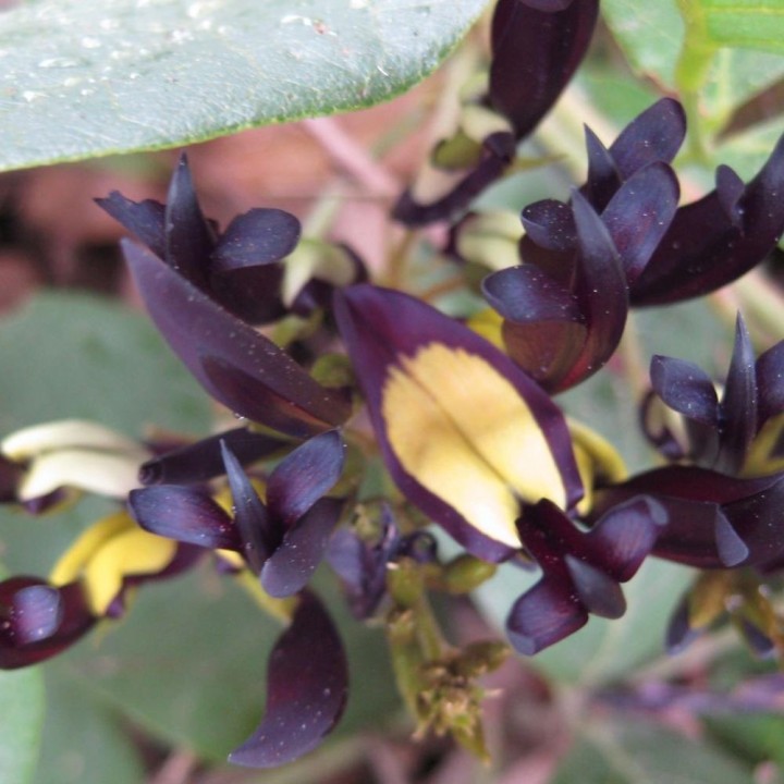 Black coral pea - Seeds
