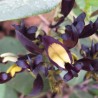 Black coral pea - Seeds