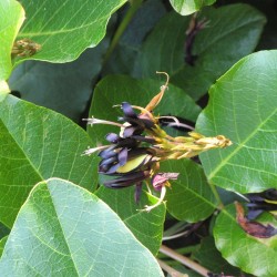 Black coral pea - Seeds