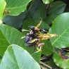 Black coral pea - Seeds