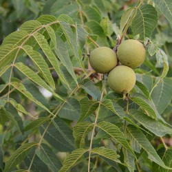 Black walnut - Seeds