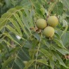 Black walnut - Seeds