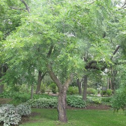 Black walnut - Seeds