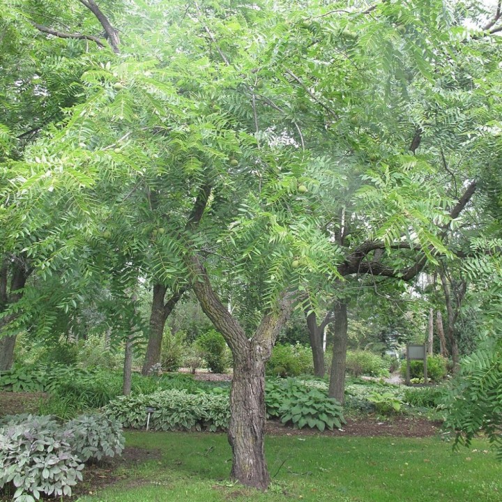 Black walnut - Seeds