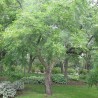 Black walnut - Seeds