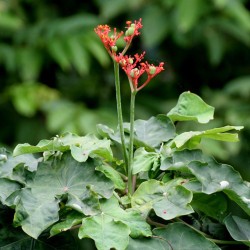 Buddha Belly Plant - Seeds