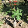 Buddha Belly Plant - Seeds