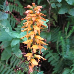Canary island foxglove - Seeds