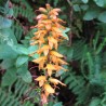 Canary island foxglove - Seeds