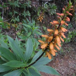 Canary island foxglove - Seeds
