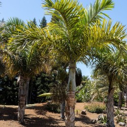 Spindle palm - Seeds