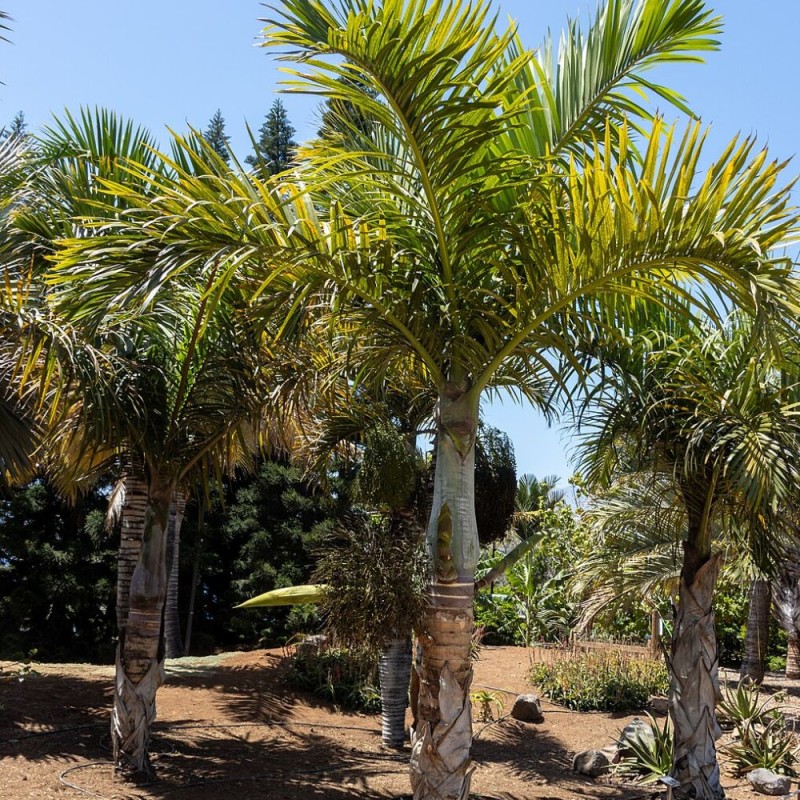 Spindle palm - Seeds