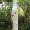 Spindle palm - Seeds