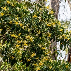 Australian frangipani - Seeds