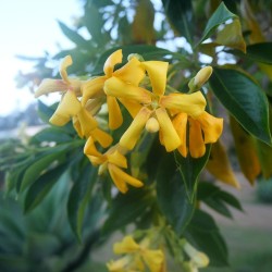 Australian frangipani - Seeds