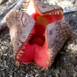 Jackal food - Seeds