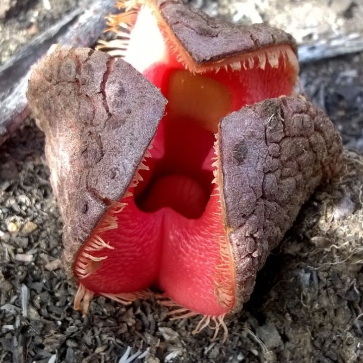 Jackal food - Seeds