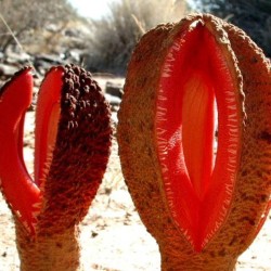 Jackal food - Seeds