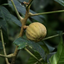 Sandbox tree - Seeds