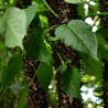Sandbox tree - Seeds