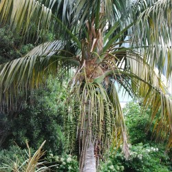 Kentia Palm - Seeds