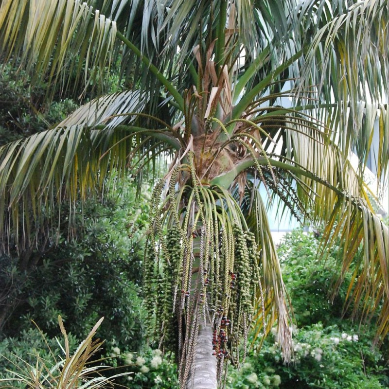 Kentia Palm - Seeds