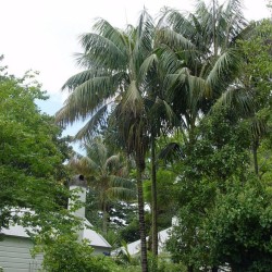 Kentia Palm - Seeds