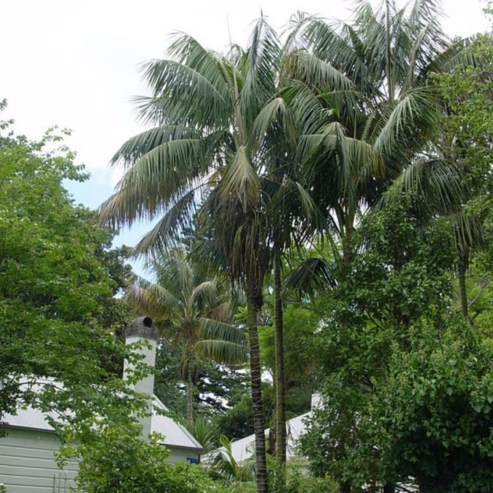 Kentia Palm - Seeds