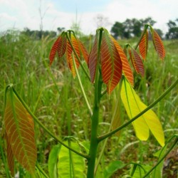 Rubber Tree - Seeds