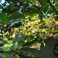 Rubber Tree - Seeds