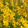 Porter's Sunflower - Seeds