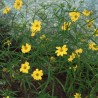 Porter's Sunflower - Seeds