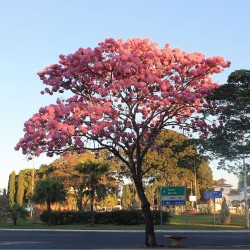 Pink Ipê  - Seeds