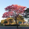 Pink Ipê  - Seeds