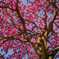 Pink Ipê  - Seeds
