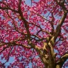 Pink Ipê  - Seeds