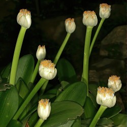 White Paintbrush - Seeds