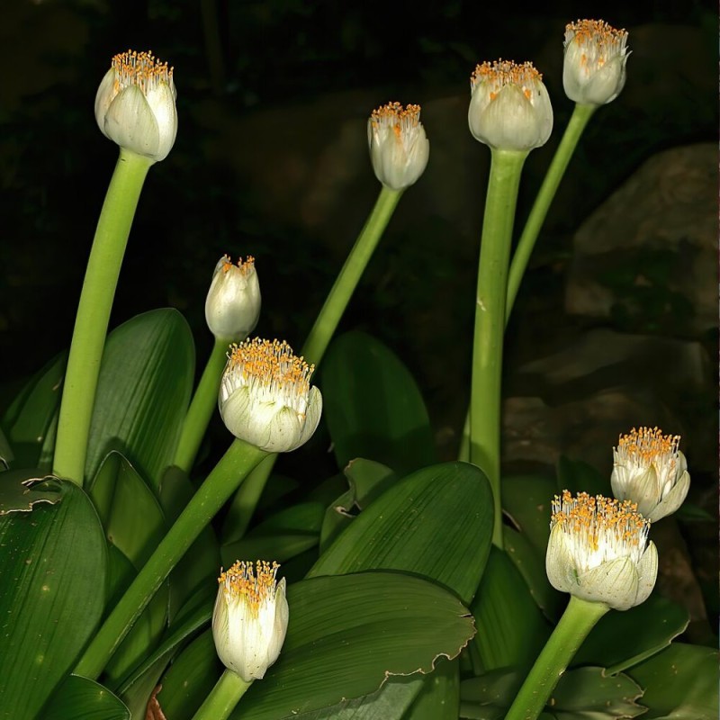 White Paintbrush - Seeds