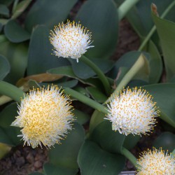White Paintbrush - Seeds