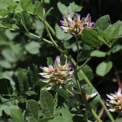 Chinese liquorice - Seeds