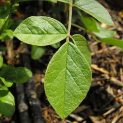 Chinese liquorice - Seeds