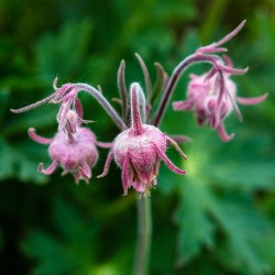 Prairie smoke - Seeds