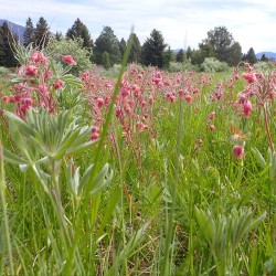 Prairie smoke - Seeds