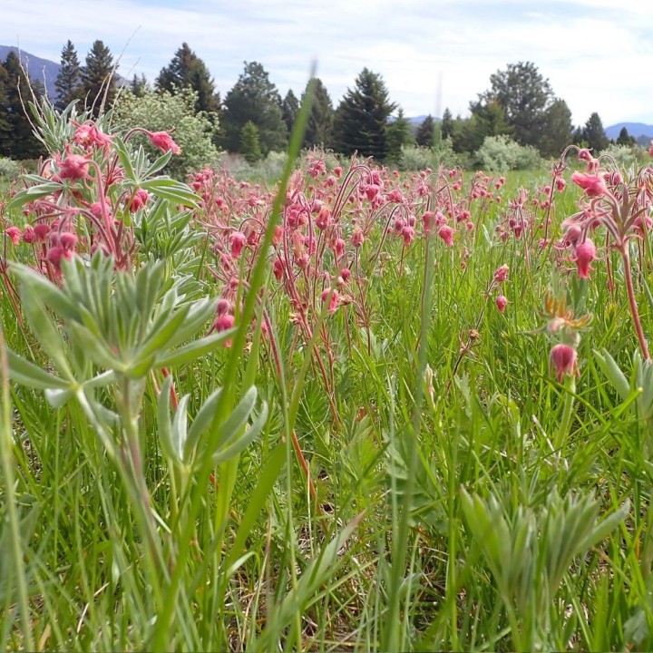Prairie smoke - Seeds
