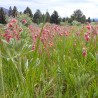 Prairie smoke - Seeds
