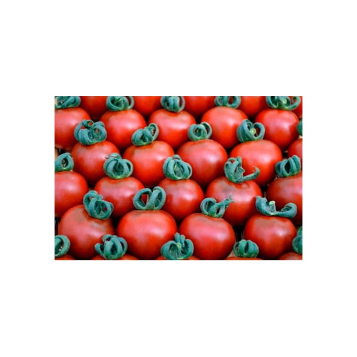 Tomate Cherry Bronce - Sobre 15 semillas