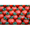 Tomate Cherry Bronce - Sobre 15 semillas